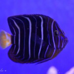 Pomacanthus Annularis