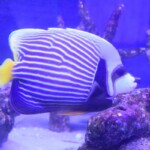 Pomacanthus Imperator
