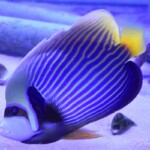 Pomacanthus Imperator