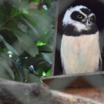 Pulsatrix perspicillata