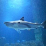 Requin