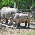 Rhinocéros blanc