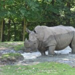Rhinocéros blanc