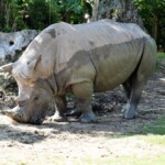 Rhinocéros blanc