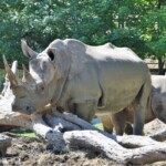 Rhinocéros blanc
