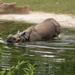 Rhinoceros unicornis Rhinocéros indien