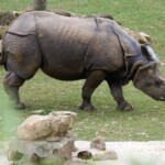 Rhinoceros unicornis Rhinocéros indien