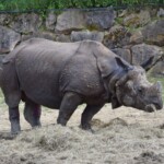 Rhinoceros unicornis Rhinocéros indien