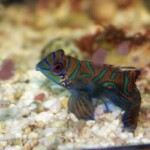 Synchiropus spendidus