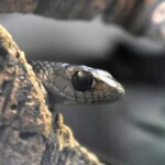 thrasops occidentalis