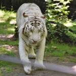 Tigre blanc