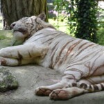 Tigre blanc