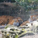 Tigre de Sumatra