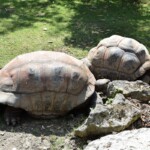 Tortue géante