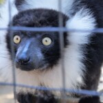 Lemur vari