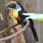 Toucan ariel