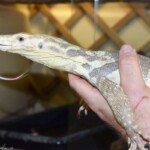 Varanus Salvator albinos