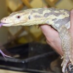 Varanus Salvator albinos