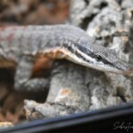 Varanus glauerti