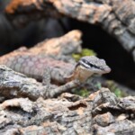 Varanus glauerti