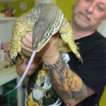 Varanus panoptes