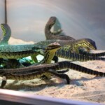 Varanus panoptes