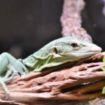 Varanus prasinus