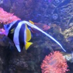 Zanclidae