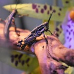 Zonocerus variegatus