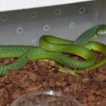 Philothamnus irregularis