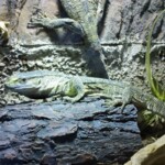 Varanus albigularis