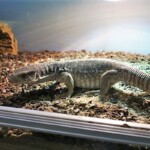 Varanus exanthematicus