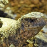 Varanus exanthematicus