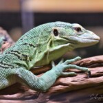 Varanus prasinus