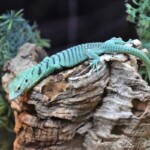 Varanus prasinus