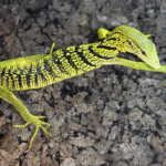 Varanus reisengeri