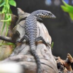Varanus similis juvenile