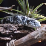 Abronia taeniata