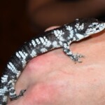 Abronia taeniata