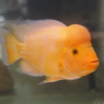 Amphilophus citrinellus