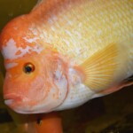 Amphilophus citrinellus