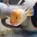 Amphilophus citrinellus