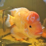 Amphilophus citrinellus