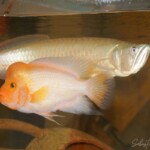 Amphilophus citrinellus