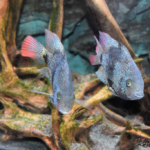 Vieja maculicauda
