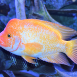Amphilophus citrinellus