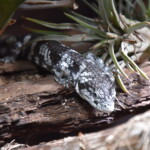 Abronia taeniata