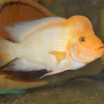 Amphilophus citrinellus