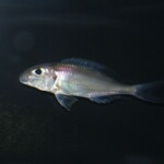 Xenotilapia caudafasciata