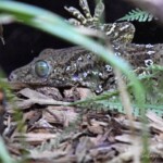 Gekko smithii